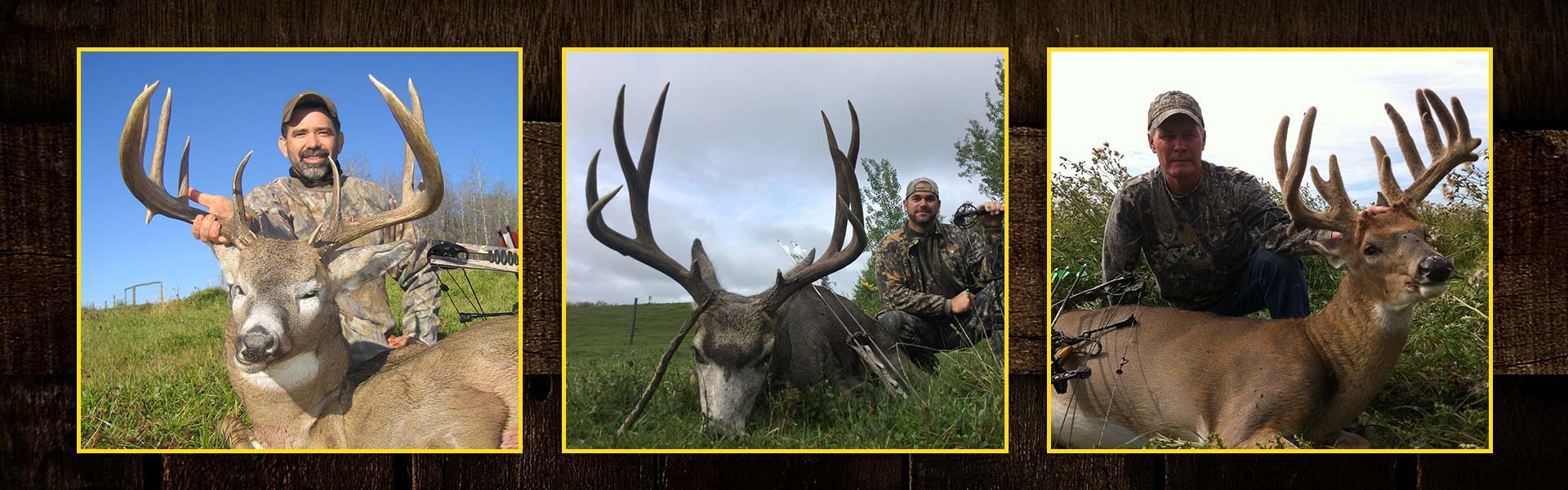 Archery Mule & Whitetail Deer in Alberta