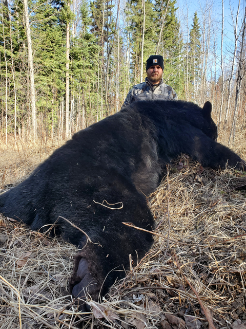 Hunting Black Bear in Alberta